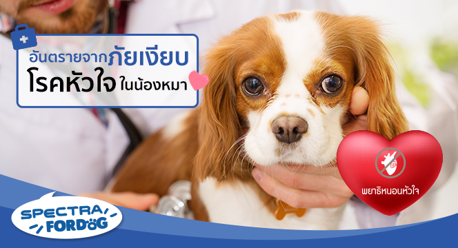 อันตรายจากภัยเงียบ โรคหัวใจในน้องหมา    
